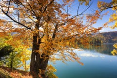 L'albero dorato di autunno sul lago ha sanguinato, la Slovenia fotografia stock L'albero dorato di autunno sul lago ha sanguinato, la Slovenia fotografia stock