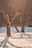 L'albero morto immagini stock libere da diritti L'albero morto immagini stock libere da diritti