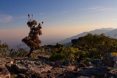 L'aloès sur la haute montagne bascule le paysage au coucher du soleil avec les cieux clairs photo libre de droits L'aloès sur la haute montagne bascule le paysage au coucher du soleil avec les cieux clairs photo libre de droits