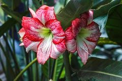 L'amarillide bianco rosa a strisce multiplo di hippeastrum fiorisce con le bande rosse sui petali in stella Lily Amaryl del fondo fotografia stock L'amarillide bianco rosa a strisce multiplo di hippeastrum fiorisce con le bande rosse sui petali in stella Lily Amaryl del fondo fotografia stock