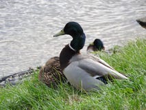 L'anatra muta ? un uccello che realmente interessante il nativo all'emisfero australe si ? riferito a comunemente come anatra, ma fotografia stock L'anatra muta ? un uccello che realmente interessante il nativo all'emisfero australe si ? riferito a comunemente come anatra, ma fotografia stock