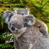 L'animale indigeno australiano dell'orso di koala con il bambino e G'Day accoppiano il saluto fotografie stock libere da diritti L'animale indigeno australiano dell'orso di koala con il bambino e G'Day accoppiano il saluto fotografie stock libere da diritti