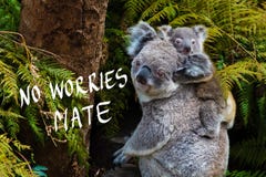 L'animale indigeno australiano dell'orso di koala con il bambino e nessuna preoccupazione accoppiano il testo immagini stock L'animale indigeno australiano dell'orso di koala con il bambino e nessuna preoccupazione accoppiano il testo immagini stock