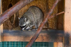 L'animale selvatico della gabbia del procione barra il mammifero del procyon fotografia stock libera da diritti L'animale selvatico della gabbia del procione barra il mammifero del procyon fotografia stock libera da diritti