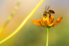 L'ape del miele che raccoglie l'universo giallo del nettare e del polline fiorisce Fotografia Stock L'ape del miele che raccoglie l'universo giallo del nettare e del polline fiorisce Fotografia Stock