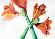 L'aquarelle de deux Hippeastrums illustration stock L'aquarelle de deux Hippeastrums illustration stock