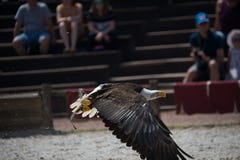 l'aquila calva da solo pesca in volo un pesce di estate a colori allo zoo fotografia stock libera da diritti l'aquila calva da solo pesca in volo un pesce di estate a colori allo zoo fotografia stock libera da diritti