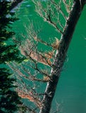 L'arbre de Shoreline chez Phyllis Lake, blanc opacifie la région sauvage, aire de loisirs nationale de dent de scie, Idaho photos libres de droits L'arbre de Shoreline chez Phyllis Lake, blanc opacifie la région sauvage, aire de loisirs nationale de dent de scie, Idaho photos libres de droits