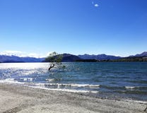 L'arbre de Wanaka photos libres de droits L'arbre de Wanaka photos libres de droits