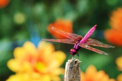 L'aurora di Trithemis o la porpora cremisi della libellula dell'aliante della palude si è appollaiata al ramo fotografia stock L'aurora di Trithemis o la porpora cremisi della libellula dell'aliante della palude si è appollaiata al ramo fotografia stock