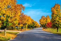 L'automne colore la ligne une rue Photo stock L'automne colore la ligne une rue Photo stock
