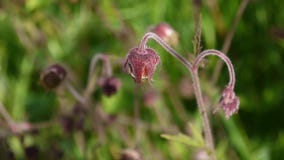 L'avens d'eau, rivale de Geum d'avens pourpre se développe dans les marais et les prés humides Longueur tirant la fin statique d' clips vidéos L'avens d'eau, rivale de Geum d'avens pourpre se développe dans les marais et les prés humides Longueur tirant la fin statique d' clips vidéos