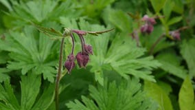 L'avens d'eau, rivale de Geum d'avens pourpre se développe dans les marais et les prés humides Longueur tirant la fin statique d' banque de vidéos L'avens d'eau, rivale de Geum d'avens pourpre se développe dans les marais et les prés humides Longueur tirant la fin statique d' banque de vidéos