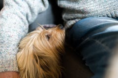 L'aîné équipe la main enroulée autour du chien de pure race aux cheveux longs Chien domestique blond à côté d'homme plus âgé à la image libre de droits L'aîné équipe la main enroulée autour du chien de pure race aux cheveux longs Chien domestique blond à côté d'homme plus âgé à la image libre de droits