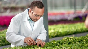 L'eau de versement focalisée témoin d'ingénieur masculin d'agriculture au tube de verre organique de participation d'usine clips vidéos L'eau de versement focalisée témoin d'ingénieur masculin d'agriculture au tube de verre organique de participation d'usine clips vidéos