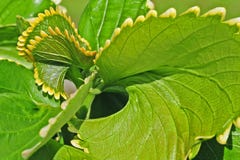 L'effet de tourbillonnement d'une feuille de Kalanchoe photographie stock libre de droits L'effet de tourbillonnement d'une feuille de Kalanchoe photographie stock libre de droits