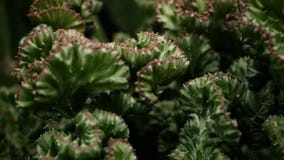 L'euforbia crested la pianta di deserto sempreverde coltivata come ornamentale in giardino Fondo dei succulenti, modello naturale stock footage L'euforbia crested la pianta di deserto sempreverde coltivata come ornamentale in giardino Fondo dei succulenti, modello naturale stock footage