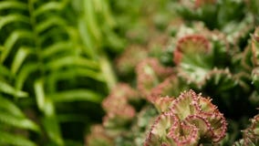 L'euforbia crested la pianta di deserto sempreverde coltivata come ornamentale in giardino Fondo dei succulenti, modello naturale stock footage L'euforbia crested la pianta di deserto sempreverde coltivata come ornamentale in giardino Fondo dei succulenti, modello naturale stock footage