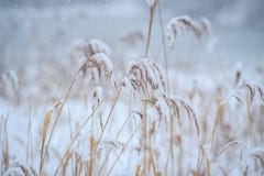 L'herbe sèche sous la neige Photos libres de droits L'herbe sèche sous la neige Photos libres de droits