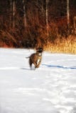L'hiver de chien dehors neigent Forest Beautiful images stock L'hiver de chien dehors neigent Forest Beautiful images stock