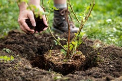 L'homme plante un fruticosus de Rubus de plante en pot dans le jardin, paillant et faisant du jardinage photos libres de droits L'homme plante un fruticosus de Rubus de plante en pot dans le jardin, paillant et faisant du jardinage photos libres de droits