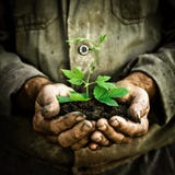 L'homme remet retenir une jeune centrale verte images libres de droits L'homme remet retenir une jeune centrale verte images libres de droits