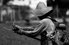 L'image de travail de l'homme utilise une faucheuse de ficelle pour couper l'herbe photographie stock L'image de travail de l'homme utilise une faucheuse de ficelle pour couper l'herbe photographie stock