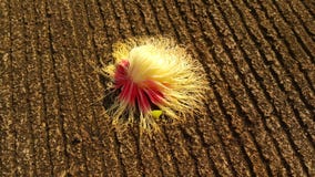 L'inizio dell'estate porta la bellezza ai fiori fotografie stock libere da diritti L'inizio dell'estate porta la bellezza ai fiori fotografie stock libere da diritti