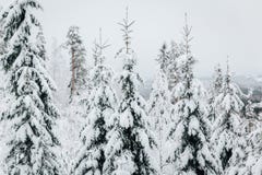 L'inverno in Finlandia ha coperto in neve fotografia stock L'inverno in Finlandia ha coperto in neve fotografia stock