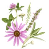 l?ka ?rtar Medicinalväxt- och blommabukett av echinaceaen, växt av släktet Trifolium, yarrow, hyssop, vis man fotografering för bildbyråer l?ka ?rtar Medicinalväxt- och blommabukett av echinaceaen, växt av släktet Trifolium, yarrow, hyssop, vis man fotografering för bildbyråer