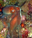 L'Octopoda de poulpe est un mollusque doux-bodied Le poulpe est bilatéralement symétrique avec deux yeux et un bec photos libres de droits L'Octopoda de poulpe est un mollusque doux-bodied Le poulpe est bilatéralement symétrique avec deux yeux et un bec photos libres de droits