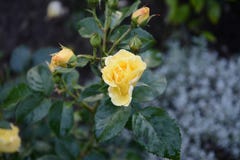 L'odore della rosa è giallo nel giardino dell'estate fotografia stock libera da diritti L'odore della rosa è giallo nel giardino dell'estate fotografia stock libera da diritti