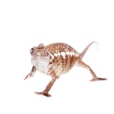 L'Oustalets ou le caméléon géant malgache sur le blanc image libre de droits L'Oustalets ou le caméléon géant malgache sur le blanc image libre de droits