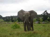 ?l?phant africain images stock ?l?phant africain images stock