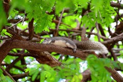 L'écureuil gris avec la longue queue fonctionne sur une branche d'arbre images libres de droits L'écureuil gris avec la longue queue fonctionne sur une branche d'arbre images libres de droits