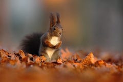 L'écureuil rouge mignon avec de longues oreilles aiguës mange un écrou dans la scène orange d'automne avec la forêt à feuilles ca photo stock L'écureuil rouge mignon avec de longues oreilles aiguës mange un écrou dans la scène orange d'automne avec la forêt à feuilles ca photo stock