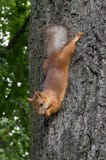 L'écureuil sur l'arbre mange un écrou, étiré photo stock L'écureuil sur l'arbre mange un écrou, étiré photo stock