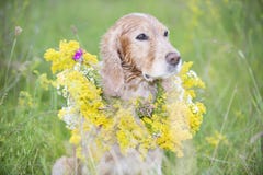 L'épagneul d'or dans un pré avec un bouquet de ressort fleurit photographie stock L'épagneul d'or dans un pré avec un bouquet de ressort fleurit photographie stock