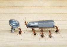 L'équipe des fourmis porte le tournevis, travail d'équipe L'équipe des fourmis porte le tournevis, travail d'équipe