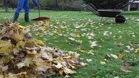 L'érable sec de râteau masculin de travailleur part dans le jardin dans le temps d'automne 4K banque de vidéos L'érable sec de râteau masculin de travailleur part dans le jardin dans le temps d'automne 4K banque de vidéos