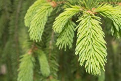 La aguja fresca se va en rama del abeto en la primavera foto de archivo libre de regalías La aguja fresca se va en rama del abeto en la primavera foto de archivo libre de regalías