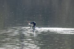 La anguila de agua dulce de la caza y de la cogida del carbón del Phalacrocorax del cormorán y perfora la piel foto de archivo libre de regalías La anguila de agua dulce de la caza y de la cogida del carbón del Phalacrocorax del cormorán y perfora la piel foto de archivo libre de regalías
