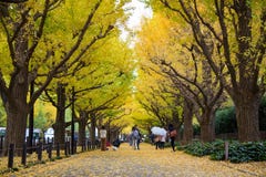 La avenida de la calle del Ginkgo en Meiji Jingu Gaien Park imagen de archivo La avenida de la calle del Ginkgo en Meiji Jingu Gaien Park imagen de archivo