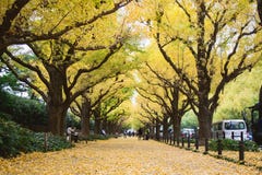 La avenida de la calle del Ginkgo en Meiji Jingu Gaien Park fotografía de archivo La avenida de la calle del Ginkgo en Meiji Jingu Gaien Park fotografía de archivo
