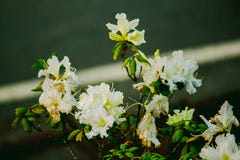 La azalea es el apellido de la planta floreciente en el género moulmainense del rododendro imagenes de archivo La azalea es el apellido de la planta floreciente en el género moulmainense del rododendro imagenes de archivo
