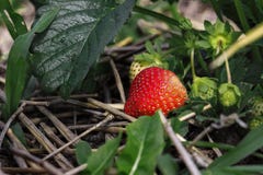 La bacca rossa matura della fragola si sviluppa fra le foglie verdi ed il fieno immagine stock libera da diritti La bacca rossa matura della fragola si sviluppa fra le foglie verdi ed il fieno immagine stock libera da diritti