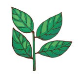 La baie laisse l'assaisonnement d'épice d'isolement sur l'arome aromatique tiré par la main de nourriture verte de fond blanc et illustration stock La baie laisse l'assaisonnement d'épice d'isolement sur l'arome aromatique tiré par la main de nourriture verte de fond blanc et illustration stock