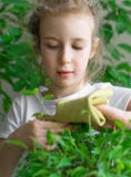 La bambina pulisce la polvere dalle foglie fotografie stock La bambina pulisce la polvere dalle foglie fotografie stock