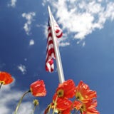 La bandiera americana sul papavero sistema, concetto di U.S.A. Memorial Day fotografia stock La bandiera americana sul papavero sistema, concetto di U.S.A. Memorial Day fotografia stock