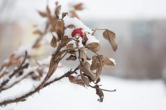 La baya roja del escaramujo cubierta con nieve en invierno al aire libre, cierra para arriba la rosa salvaje, espacio de la copia foto de archivo La baya roja del escaramujo cubierta con nieve en invierno al aire libre, cierra para arriba la rosa salvaje, espacio de la copia foto de archivo